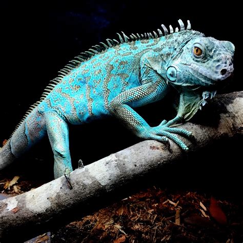 iguana poze discord|1,000+ Free Игуани & Iguana Images .